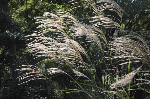 ススキ・薄・尾花　咲く風景 風景美,ポピュラー,夏の写真素材
