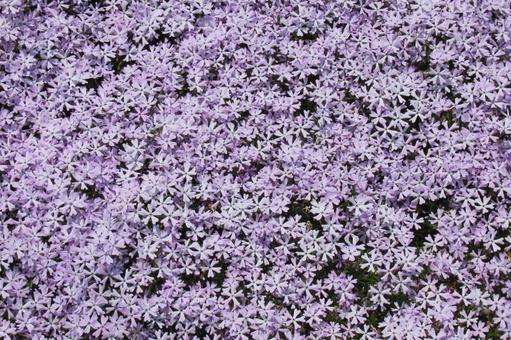 Photo, shibazakura, flower, plant, 