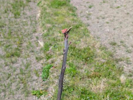 畑のわきに生える木の新芽 畑のわきに生える木の新芽 芽吹き,新芽,枝の写真素材
