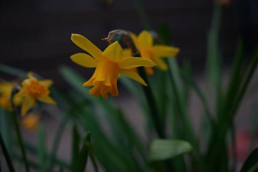 daffodils in the flower bed, yellow, narcissus, flower bed, JPG