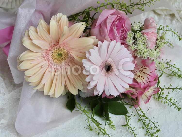 ガーベラが入ったピンク色の花束　白色背景 花束,ガーベラ,ピンクの写真素材