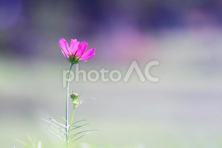 一輪のピンクのコスモス コスモス,花,秋桜の写真素材