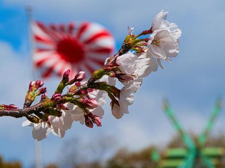 旭日旗と桜 旭日旗,桜,軍艦旗の写真素材