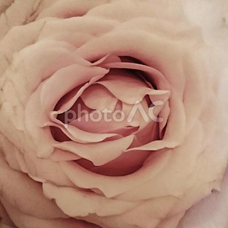 薔薇   うすピンク  加工 バラ,愛,花の写真素材