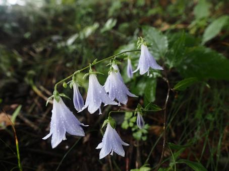 山野草・ソバナ(北軽井沢) 山野草・ソバナ(北軽井沢) ソバナ,花,草の写真素材