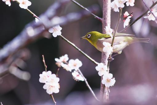 梅の花の枝にとまる可愛いメジロ 鳥,メジロ,花の写真素材