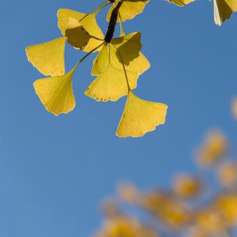 秋の公園 紅葉,イチョウ,秋の写真素材