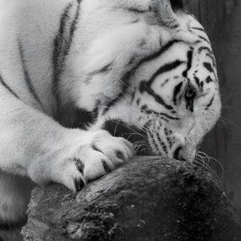 ホワイトタイガー ホワイトタイガー ホワイトタイガー,虎,動物の写真素材