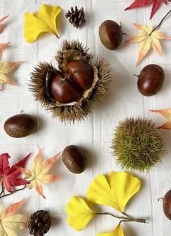 イガ栗と紅葉した葉で秋のイメージ壁紙(縦 イガ栗と紅葉した葉で秋のイメージ壁紙(縦 秋,栗,壁紙の写真素材