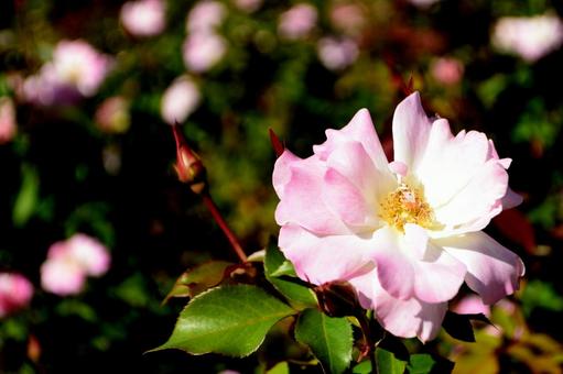 秋の花:バラ 秋の花:バラの写真