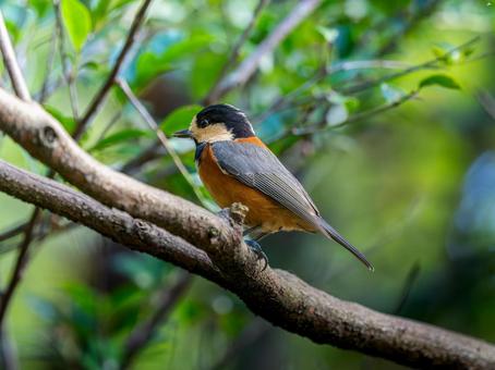 枝にとまるヤマガラ ヤマガラ,野鳥,鳥の写真素材