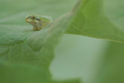 Photo, japanese frog, green, leaf, 