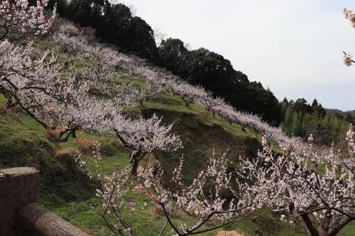梅の景色 梅の景色の写真