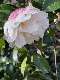 ピンクのグラデーションの花 ピンクのグラデーションの花 椿,ツバキ,厚葉木の写真素材