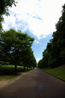 木立の道と夏の空 木立の道と夏の空の写真