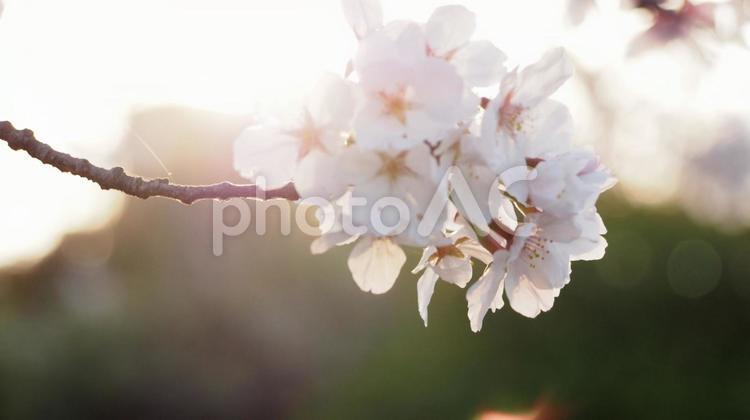 夕陽に輝く桜、気分もキラキラしてきます！ サクラ,クローズアップ,コピースペースの写真素材