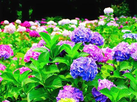 日本の花 日本の花の写真
