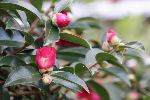 サザンカの蕾クローズアップの写真