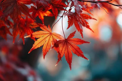 紅葉したもみじと水面 湖 紅葉したもみじと水面 湖の写真