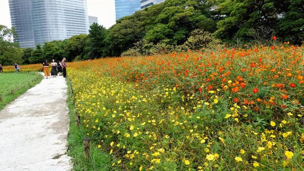 浜離宮のコスモス畑 浜離宮のコスモス畑 浜離宮,コスモス,花の写真素材