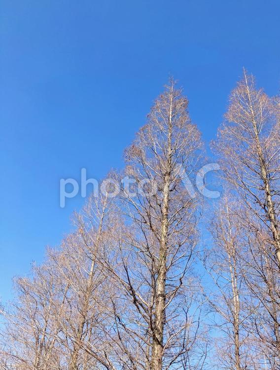 樹木 樹木,林,木の写真素材