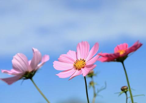 青空とピンク色のコスモスの花の写真