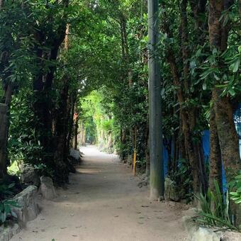 フクギ並木 自然,木,風景の写真素材