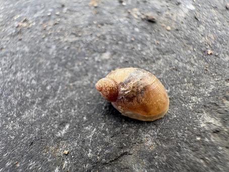 オカモノアラガイ 01 オカモノアラガイ,陸生貝,かたつむりの写真素材