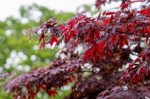 雨に濡れたモミジ 風景,植物,自然の写真素材