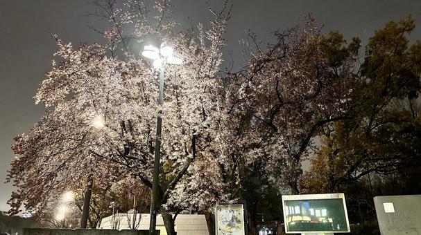 大阪城公園の夜桜2 大阪城公園の夜桜2の写真