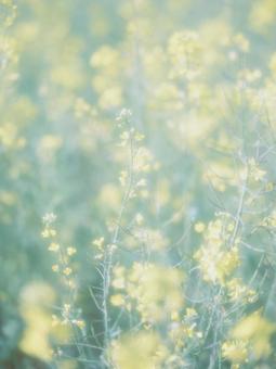 菜の花 菜の花の写真