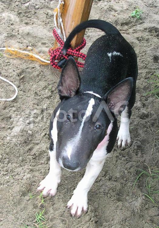 犬 犬,ブルテリア,ミニチュアブルテリアの写真素材