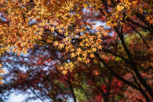 六義園の紅葉 六義園,モミジ,オレンジ色の写真素材