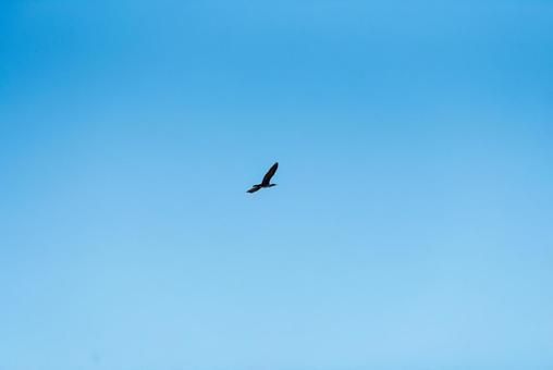 大空を優雅に舞うカワウの写真