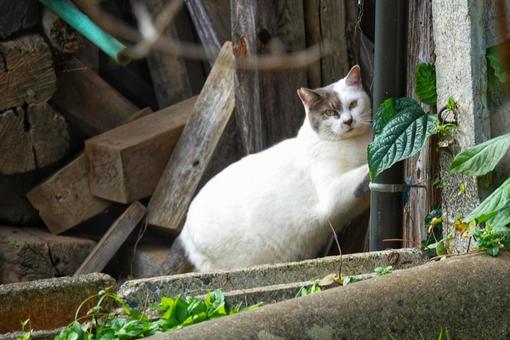 里山の猫ツートン5の写真