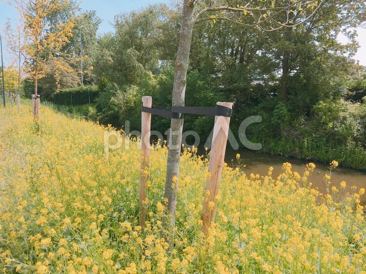 オランダの菜の花 花,木,道の写真素材
