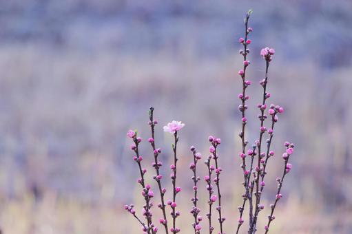 春に咲き始めた花桃の花 花,春,ハナモモの写真素材