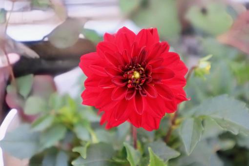 Photo, flower, natural, flour, 