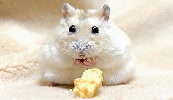 Yellow Djungarian 5 at snack time, JPG