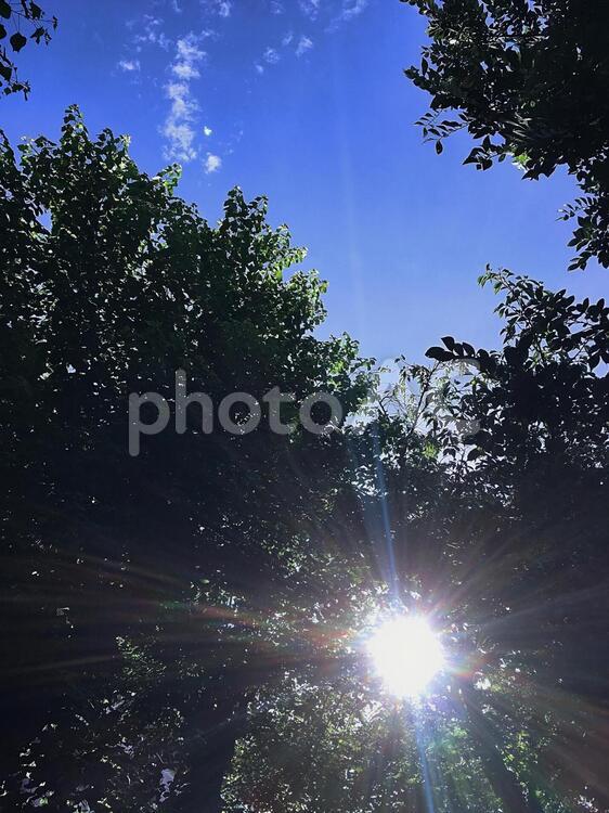 木漏れ日 木,太陽,光の写真素材