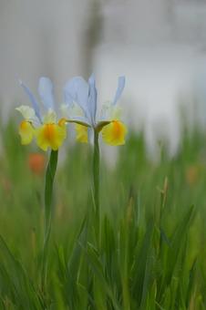 いずれ菖蒲か杜若 いずれ菖蒲か杜若 花菖蒲,菖蒲,白色の写真素材
