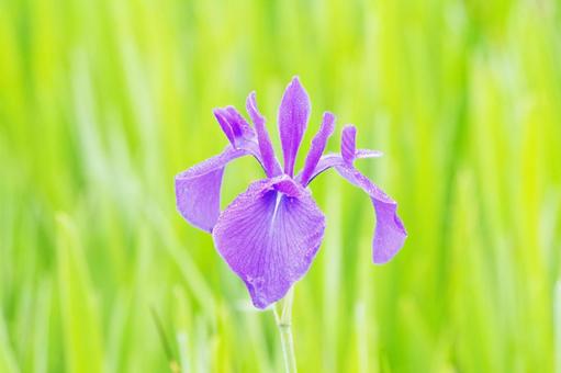 Iris, JPG