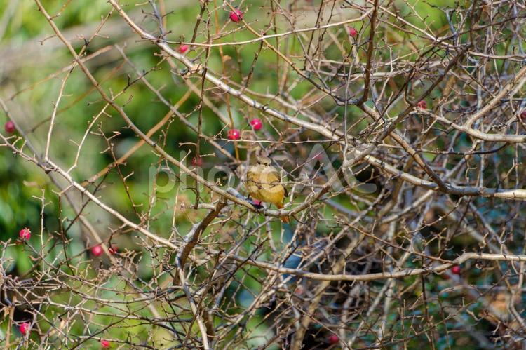 枯れ枝の中のアオジ アオジ,野鳥,小鳥の写真素材