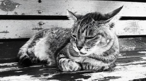 香箱座りで夕涼みしているもふもふな猫様 香箱座りで夕涼みしているもふもふな猫様の写真