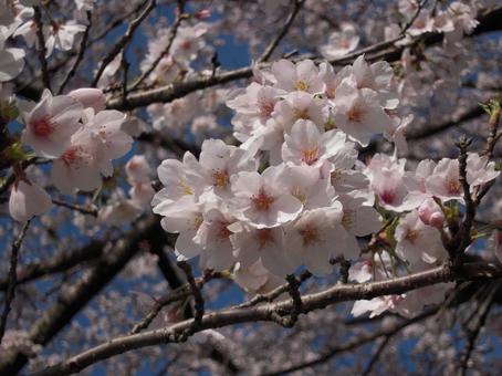 さくら 桜 さくら 桜の写真