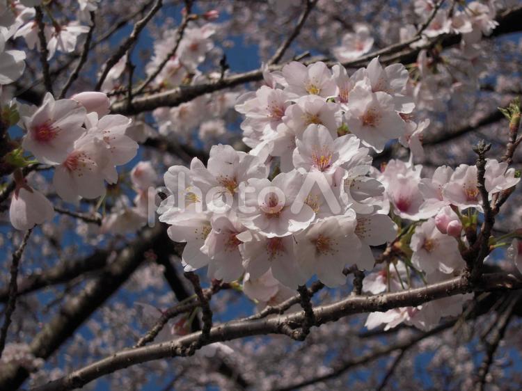 さくら　桜 さくら,桜,春の写真素材