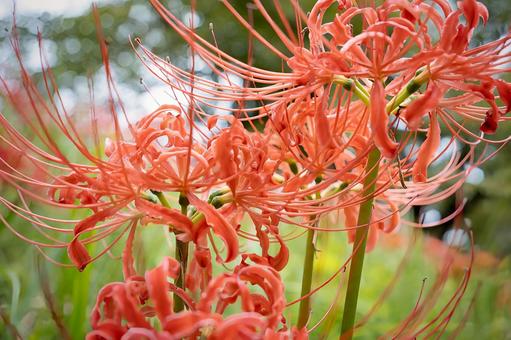 躍動感のある花びらが美しい彼岸花のアップ 躍動感のある花びらが美しい彼岸花のアップの写真
