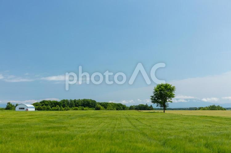 一本の木がある麦畑 きれい,のどか,のんびりの写真素材