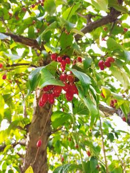 サンシュユの実 サンシュユ,赤い実,山茱萸の写真素材
