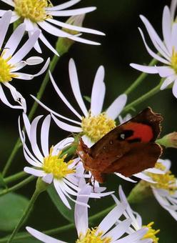 牛伏川階段工 蝶1 牛伏川階段工 蝶1の写真